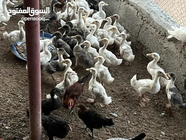 بط محلي للبيع