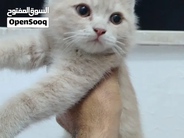 قط سكوتش ستريت