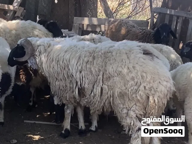 خروف تني بسم الله مشاء الله لاقوه الله بالله