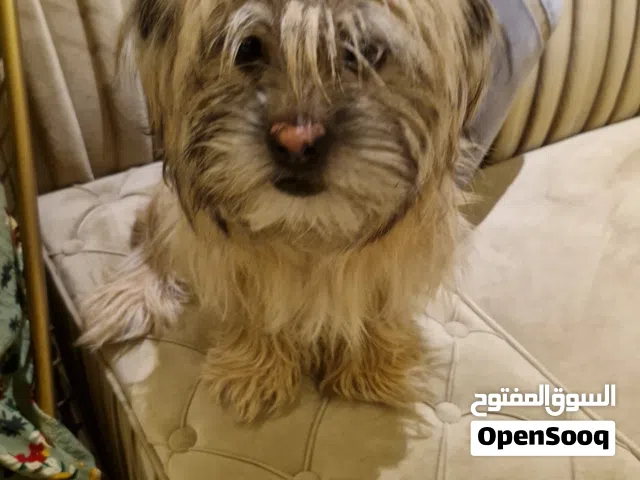 حيوانات اليفة للبيع كلاب شيتزو السعر غيرر قابل للتفاوض