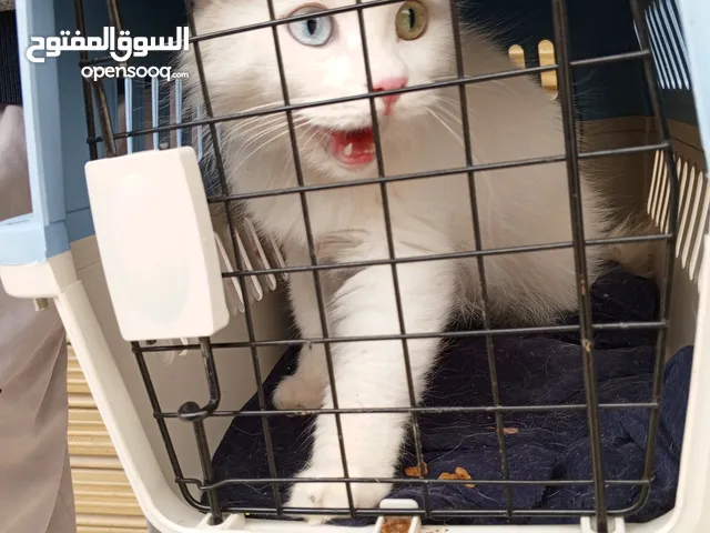 قطة للبيع تركية
