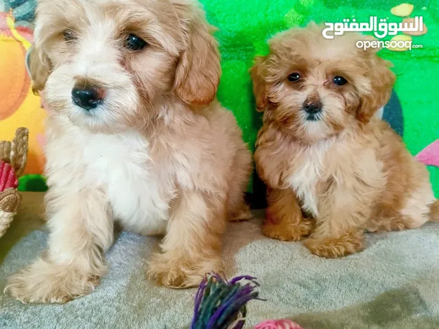 Maltipoo Puppy available