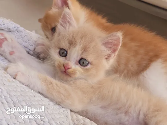 Kittens female male