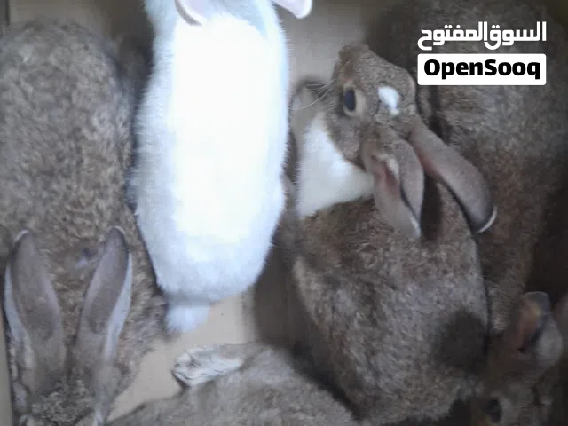 انا مجرد ناشر رقم التواصل تحت