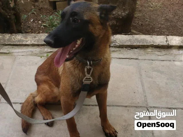 كلب مالينو (بلجم)