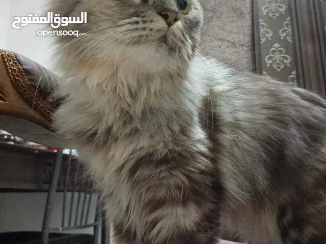 Free 1yr old female persian cat for adoption
