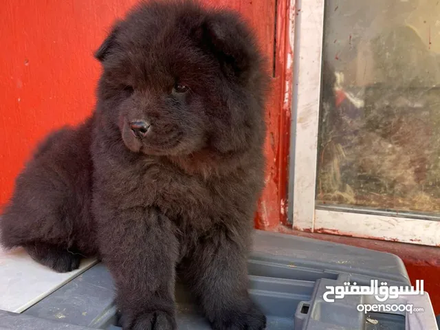 chiot chow chow