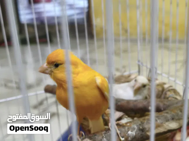 كناري زوج ذكر وانثى بياضات مع القفص للبيع