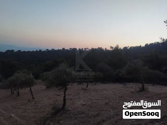 مزرعة زيتون مميزة للبيع في جرش