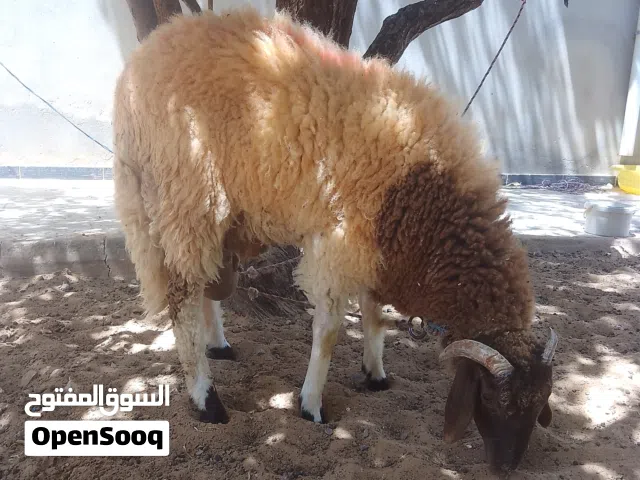 خروف بعمر 7 شهور تفريبا والله اعلم