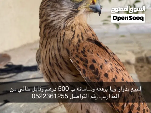 بذوار للبيع