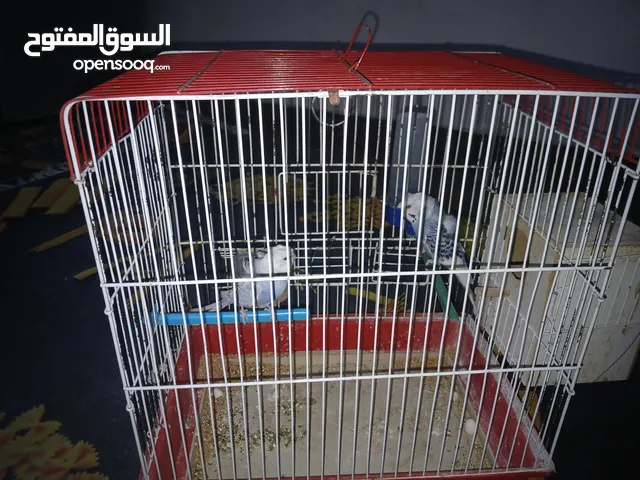 كوبيا هوقو رومو