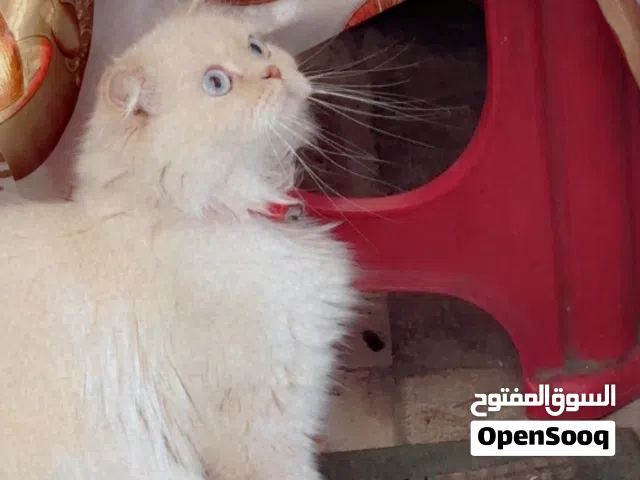 قطه هملايا للبيع