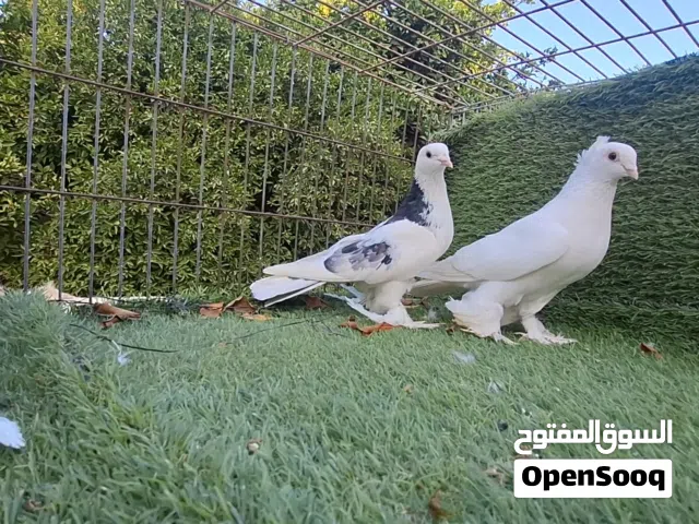 كوبية منقار صغير