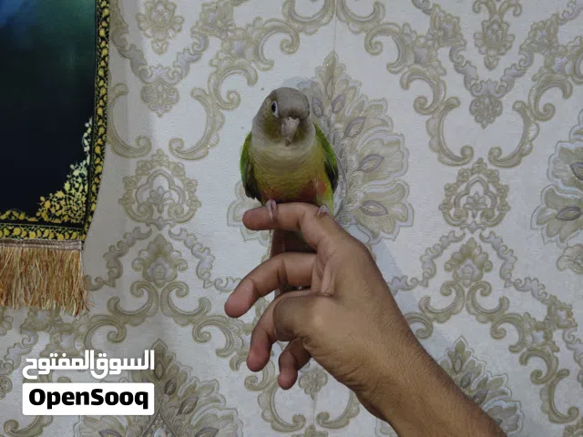 كنيور اليف150