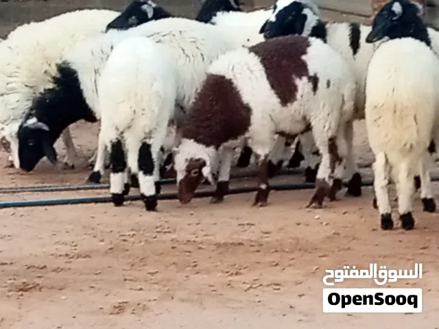 خرفان وطنيه للبيع