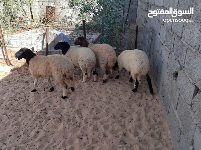 بسم الله توكلنا على الله 4 فطايم للبيع أعمارهم حوالي 5 شهور للبيع مع بعض 4200 دينار