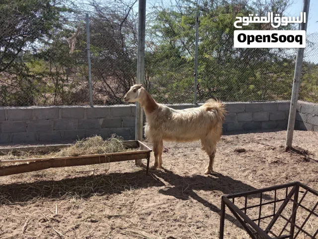 اقرا الوصف شي فحل وشي ابكار من حلال الجواميد