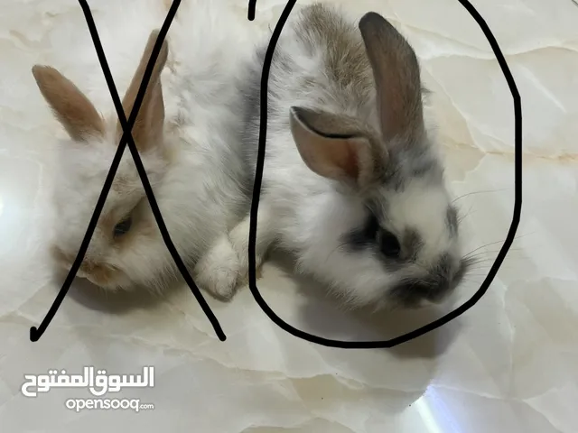بيع ارنب النوع انثى