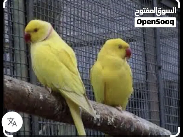 البيع ببغاء دره اصفر زوج