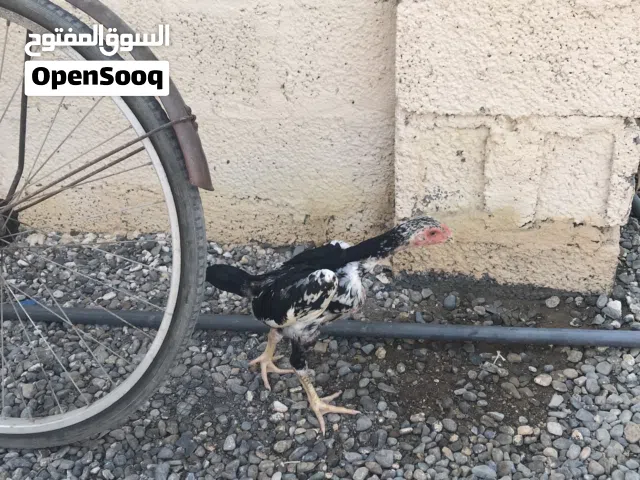 ديك بكستني أصلي مل ضربه ديك طويل ولونه ميز
