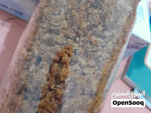بخور أصلى دقة بلوش0 العامرات