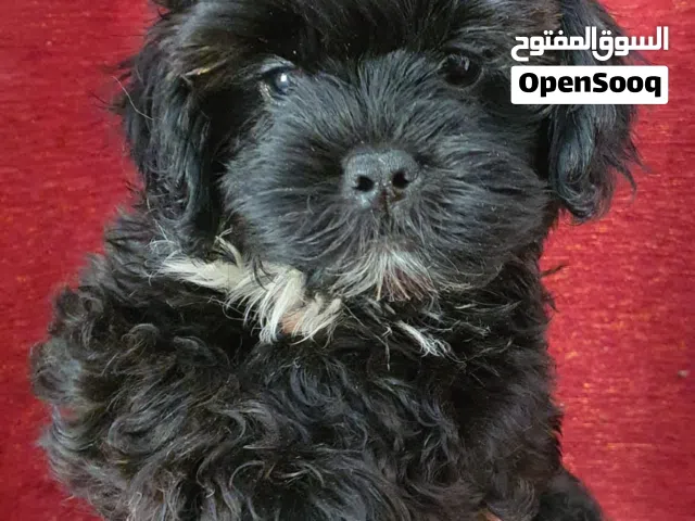 cute maltipo puppy
