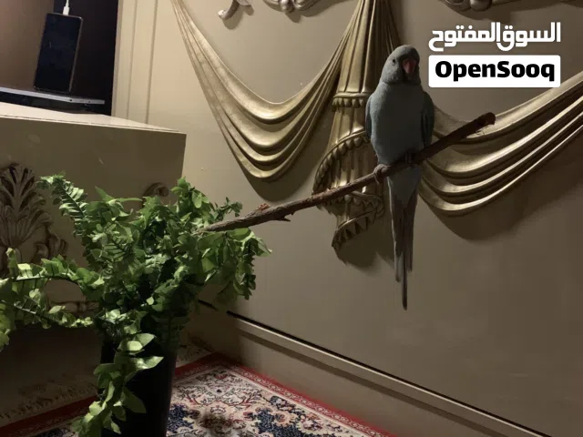 ببغاء دره هندي انتاج عراقي لون أزرق سماوي