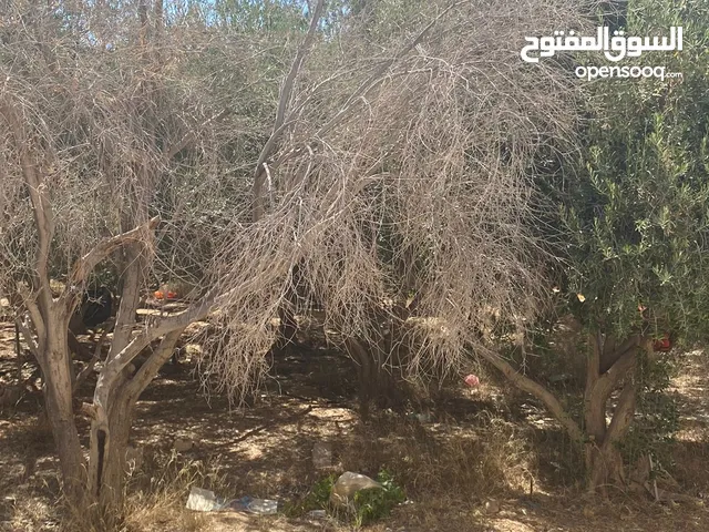 نشتري أشجار الزيتون الغير مرغوب فيها