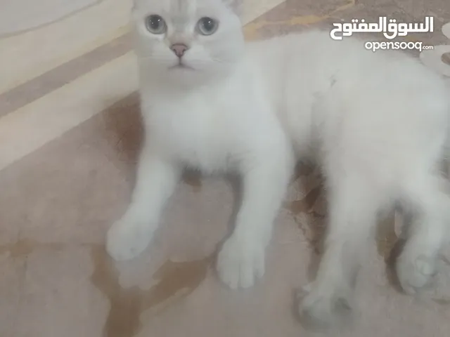 قطه سكوتش للبيع