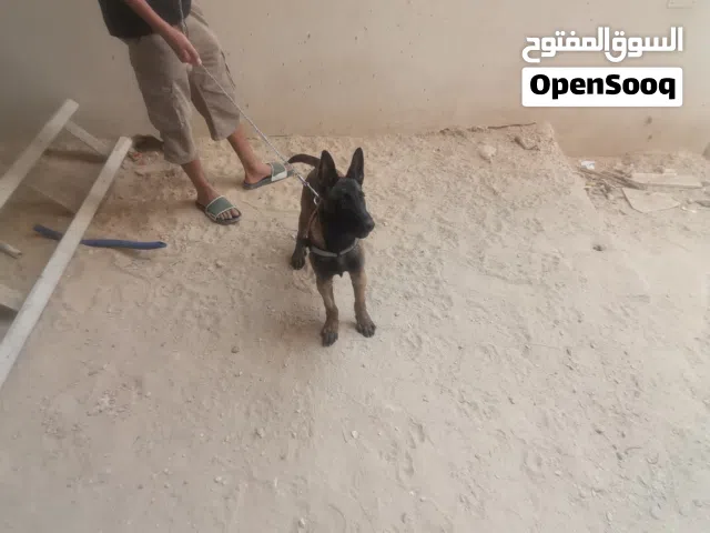 ملانوا دكر ربي يبارك