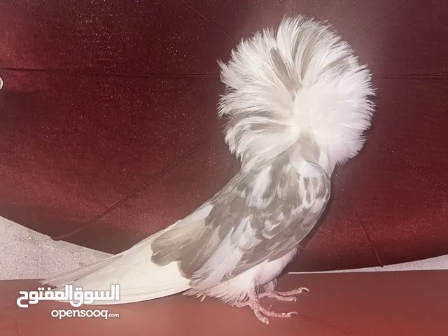 أنثى فوطه للبيع أو مراوس بفحل