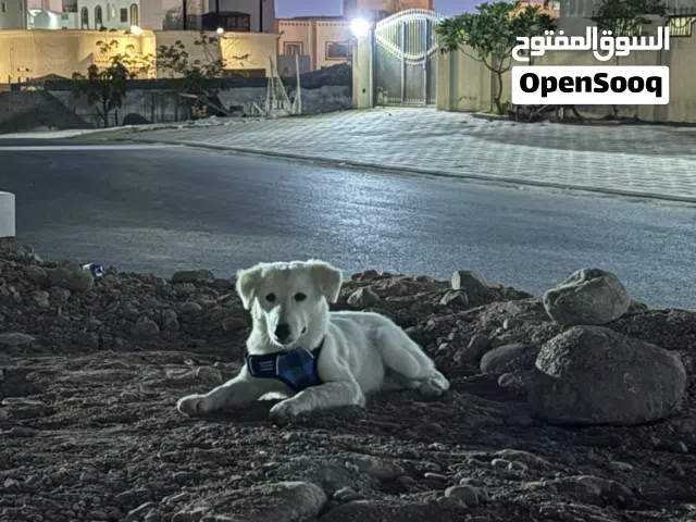 كلب البيع  فرصه شاهد الوصف