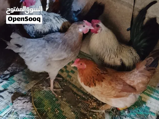 8دجاج بياض و3ديوك صحه ونظافه