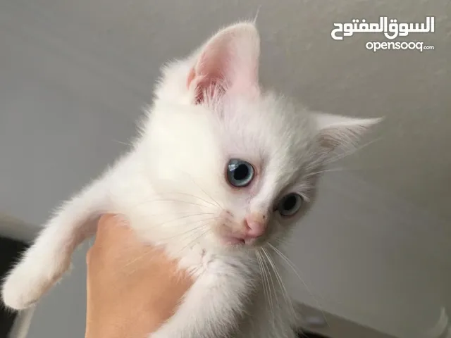 قطتين للتبني