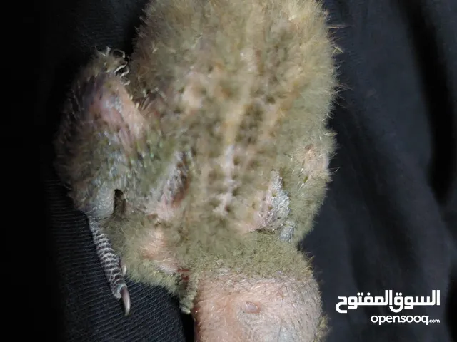 Cute little african lovebird 1 month old baby hand feeding