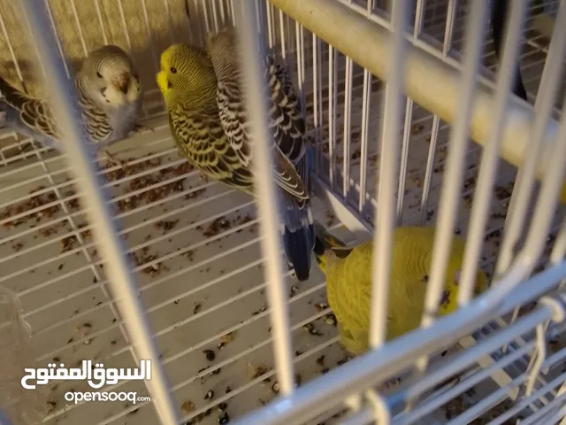 عصافير استرالي