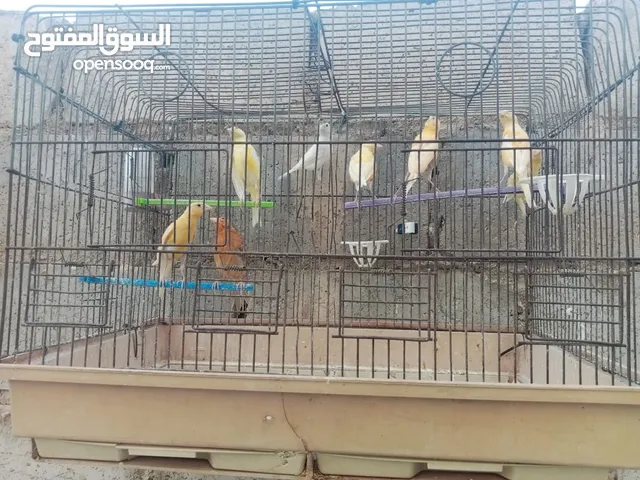8حبات بناديق نخب اول مستوى عالي