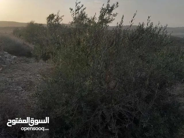 ارض مزروعة زيتون للبيع