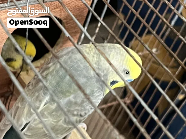 كوبية للبيع تحتها فروخ وحاليا قريب دحي
