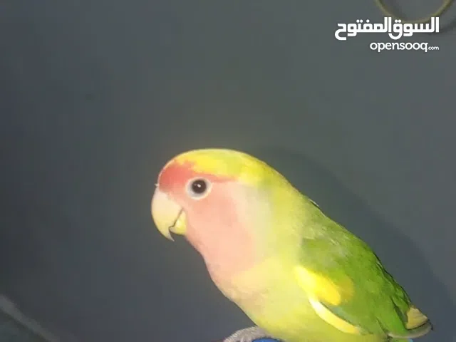 روز عمره سنه لي البيع انثاء جاهزه لي الانتاج