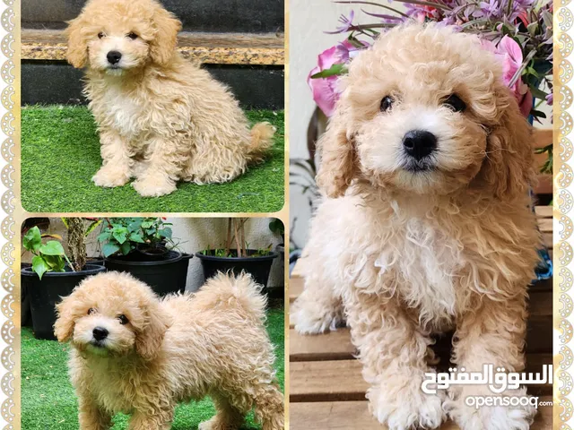 Male Toy Poodle puppy