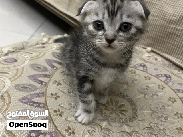 سكوتش فولد بيور مستوى عالي صحة ممتازة