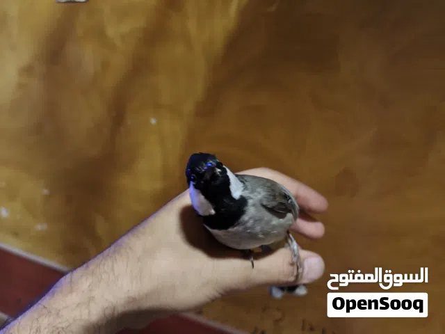 بلبل ليف طينه ذكر