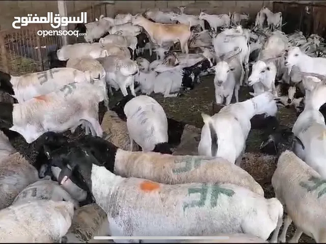 غنم بربري لحملات الحج