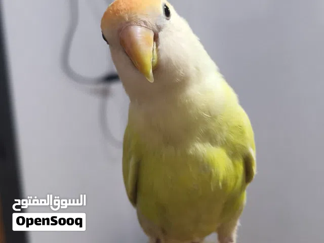 طير بركديلو ترويض داخلي