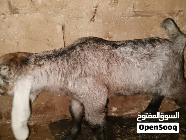 ثنيه سنان اللبن معها جدي صحه ونظافه