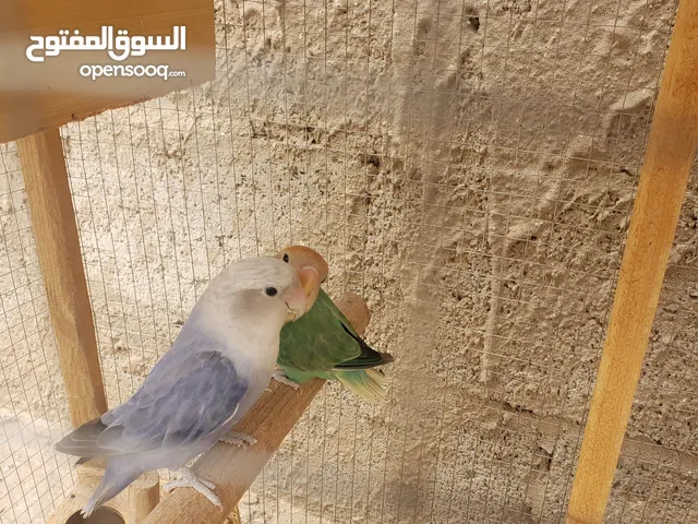 زوج روز منتج على الضمان