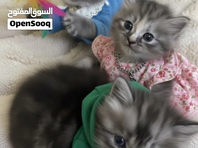 قطط هملايا للبيع