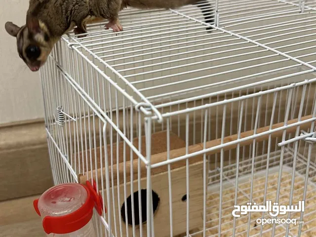 Sugar glider for sale UAE 900